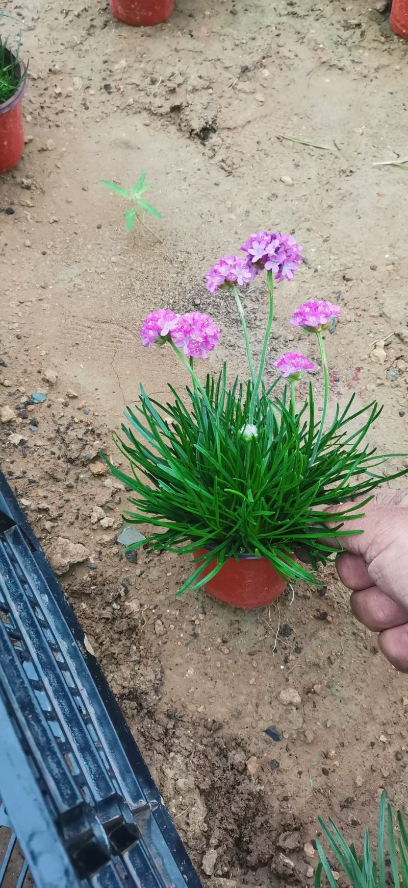 海石竹（情人草）基地直销大量有货穴盆苗，双色盆的