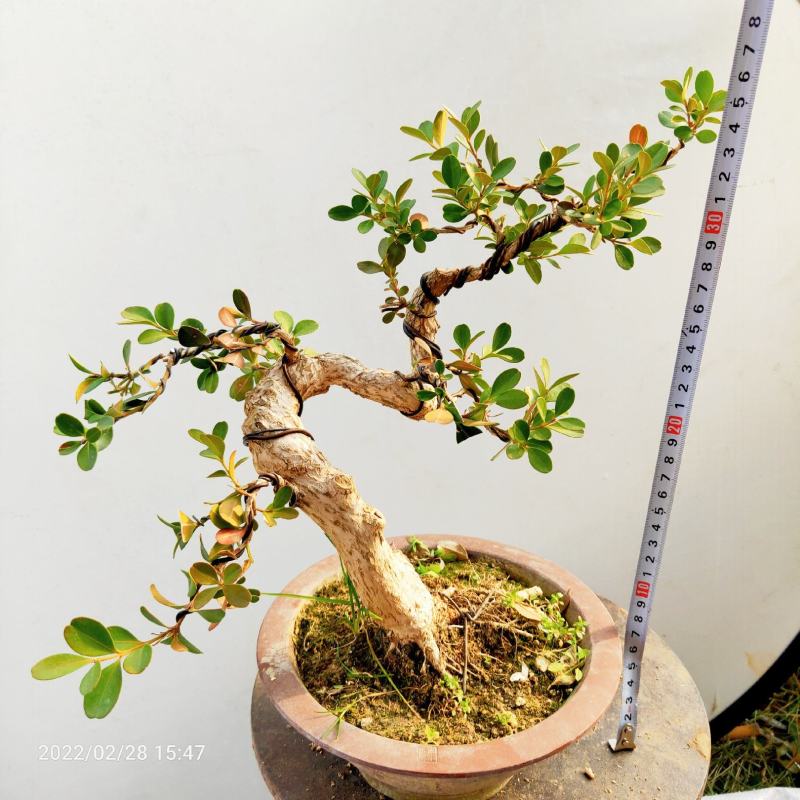 江苏瓜子黄杨老桩盆景造型树四季常青阳台庭院耐寒喜阳