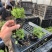 花海用丛生福禄考价格丛生福禄考产地青州丛生福禄考