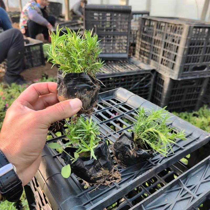 花海用丛生福禄考价格丛生福禄考产地青州丛生福禄考