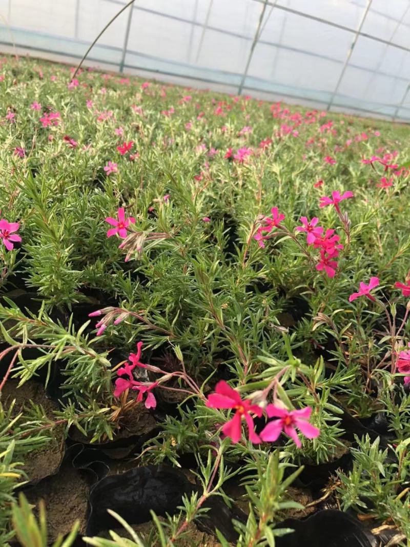 花海用丛生福禄考价格丛生福禄考产地青州丛生福禄考