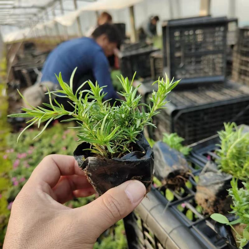 花海用丛生福禄考价格丛生福禄考产地青州丛生福禄考