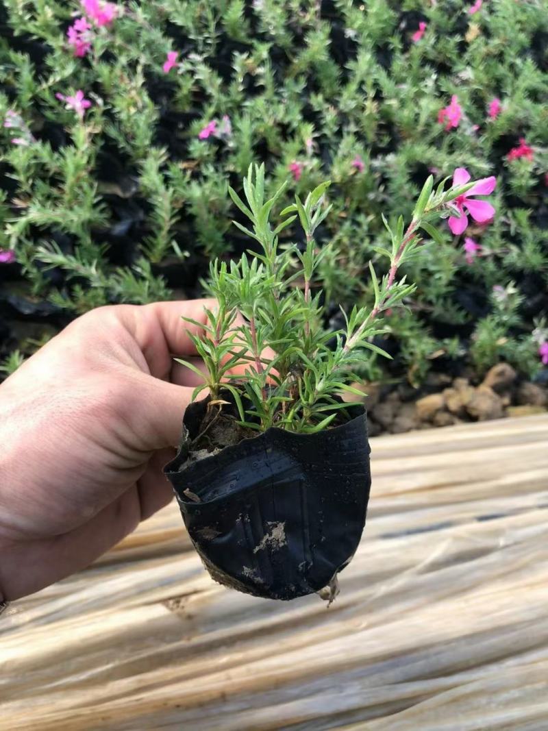 花海用丛生福禄考价格丛生福禄考产地青州丛生福禄考