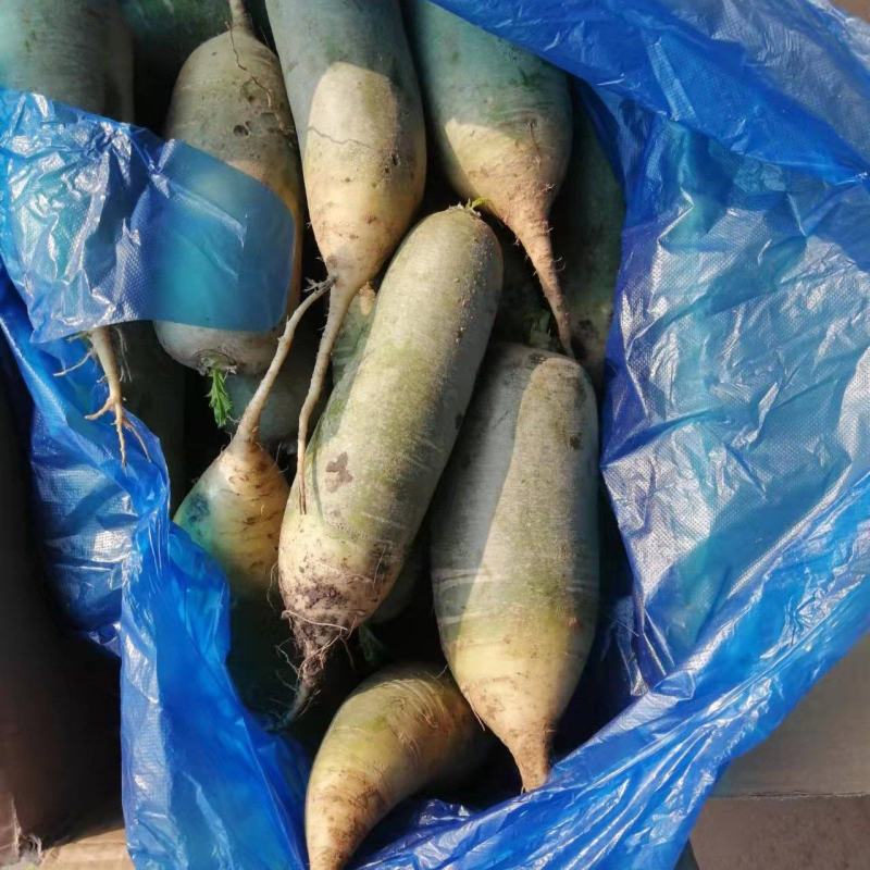 箱装精萝卜一手货源量大从优欢迎咨询
