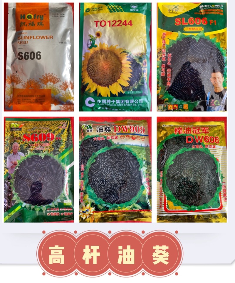 沙漠一号硒沙石头瓜双红瓤金城五号西瓜种子