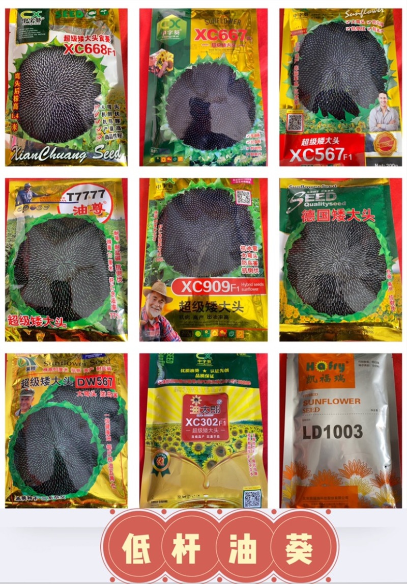 沙漠一号硒沙石头瓜双红瓤金城五号西瓜种子
