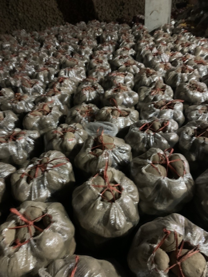 【实力商家】青署9号颜色红.口感好.淀粉含量丰富、旱地