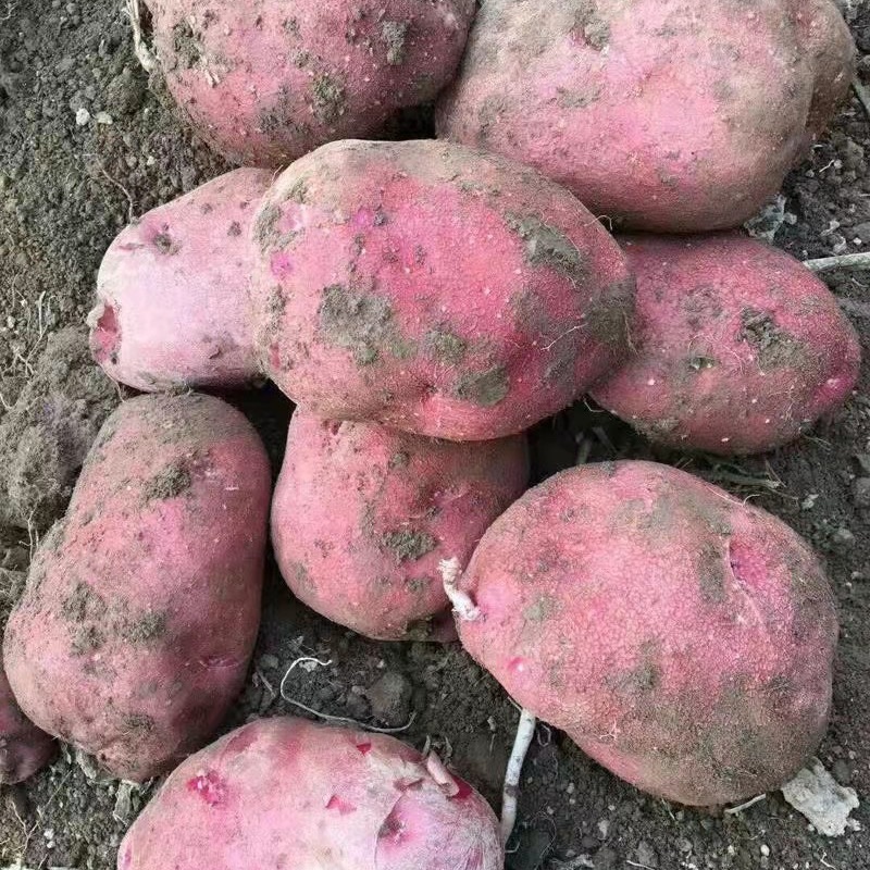 【实力商家】青署9号颜色红.口感好.淀粉含量丰富、旱地