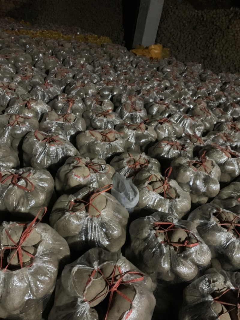 【实力商家】青署9号颜色红.口感好.淀粉含量丰富、旱地