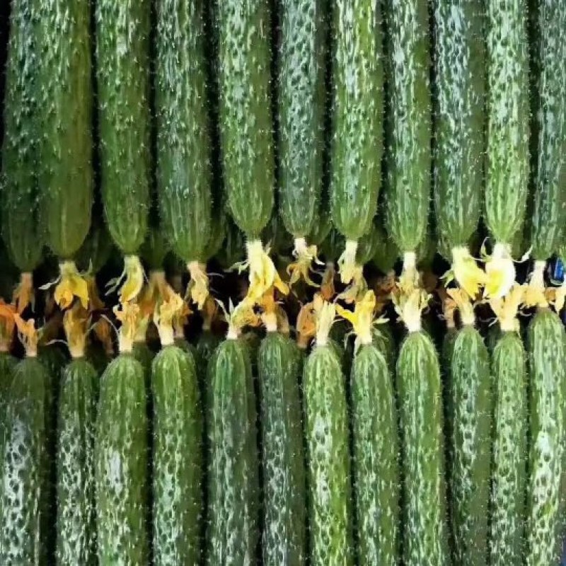 黄瓜，精品黄瓜，温室大棚种植顶花带刺