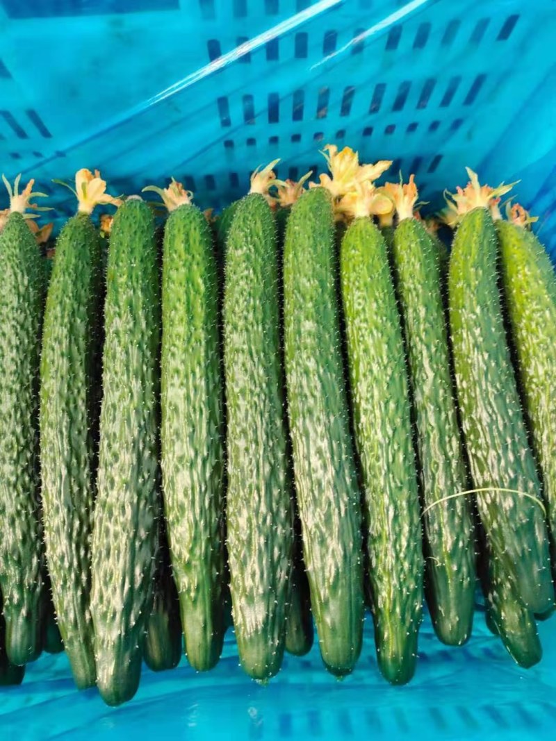 黄瓜，精品黄瓜，温室大棚种植顶花带刺