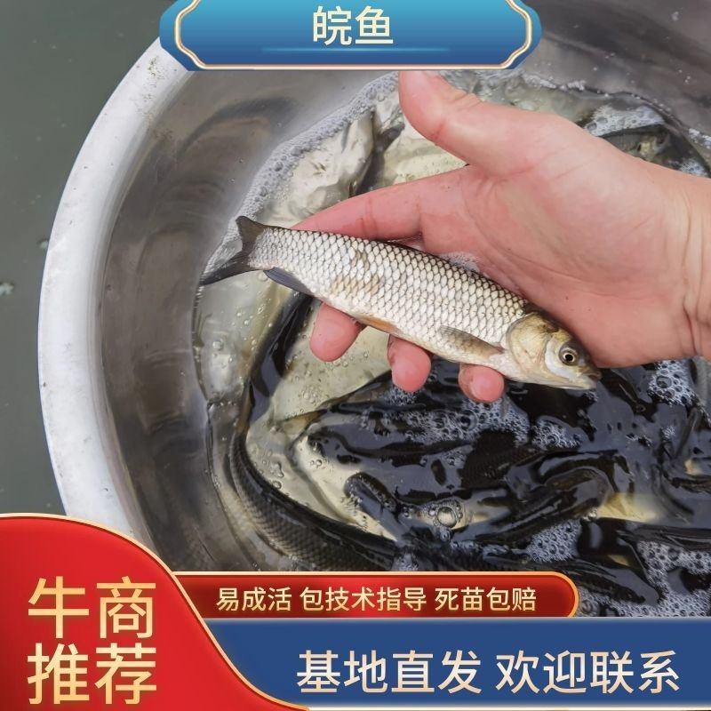 优质长江皖鱼苗草鱼苗规格齐全欢迎选购