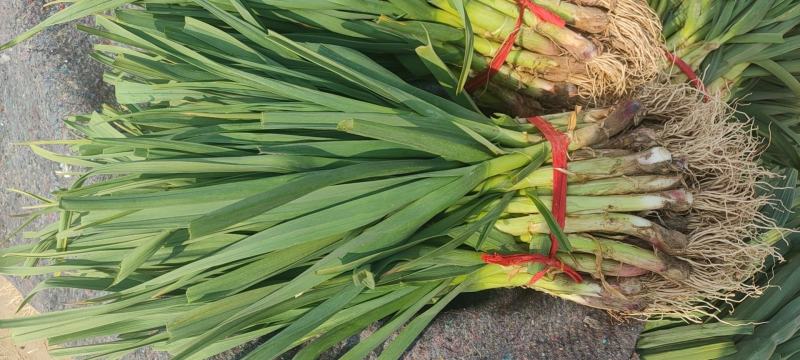 丰县精品蒜苗产地场地宽阔支持全国一键代发加工预冷