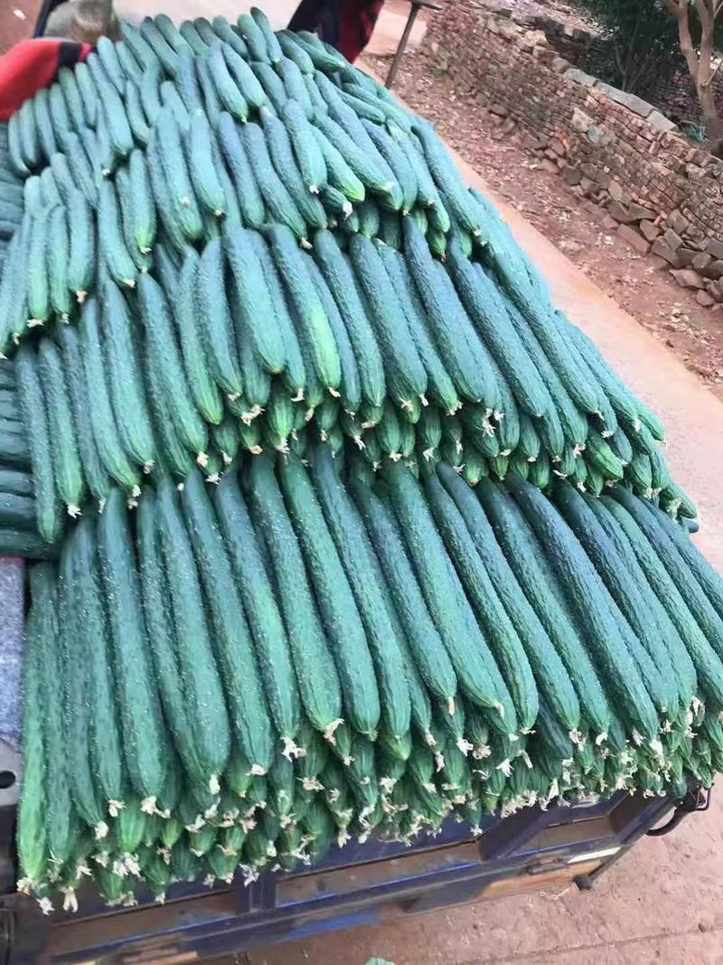 黄瓜种子夏优新秀瓜条顺直把短耐高温长势强厂家发货品质保证