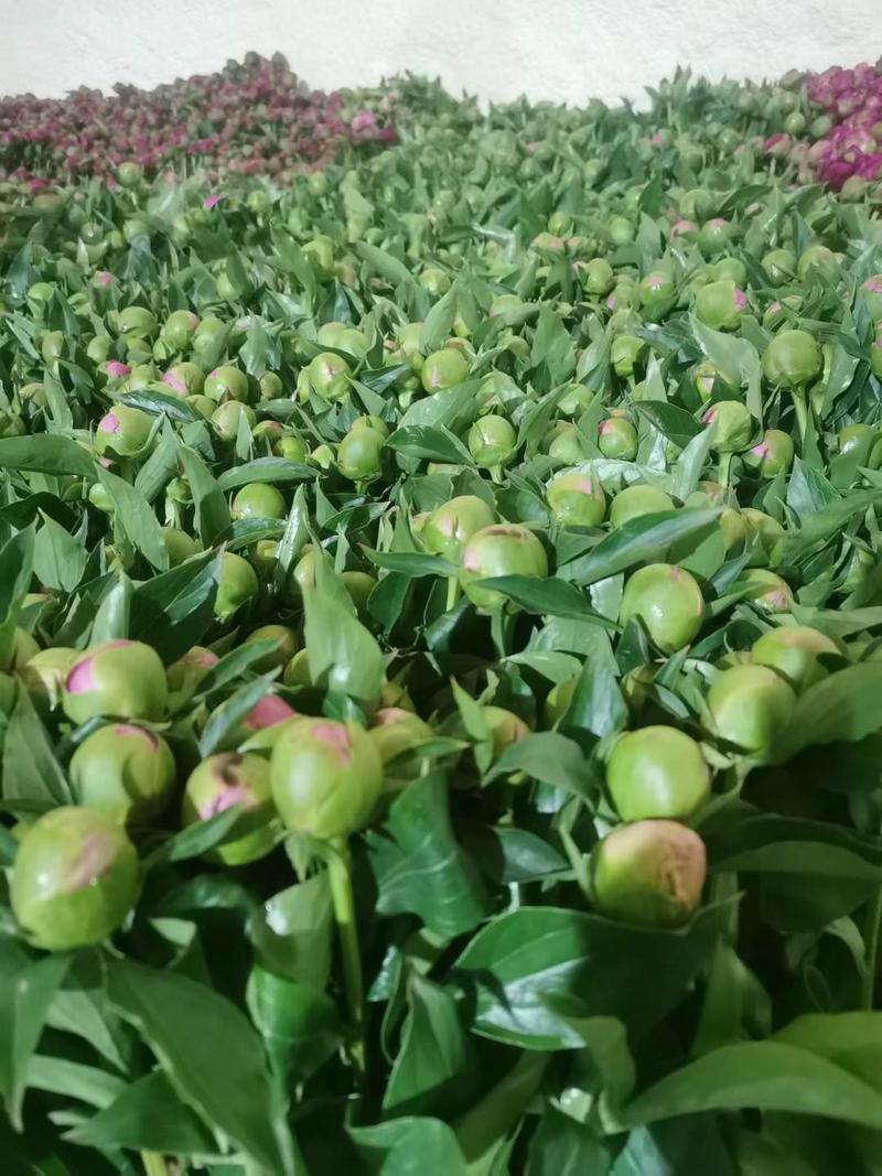 芍药鲜切花，长50cm菏泽基地直销顺丰冷运，包损耗