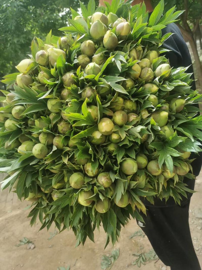 芍药鲜切花，长50cm菏泽基地直销顺丰冷运，包损耗