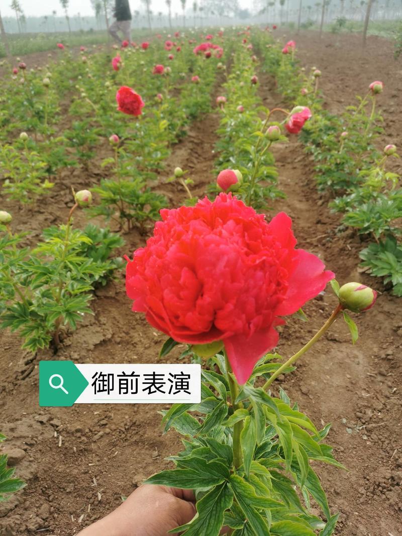 芍药鲜切花，长50cm菏泽基地直销顺丰冷运，包损耗