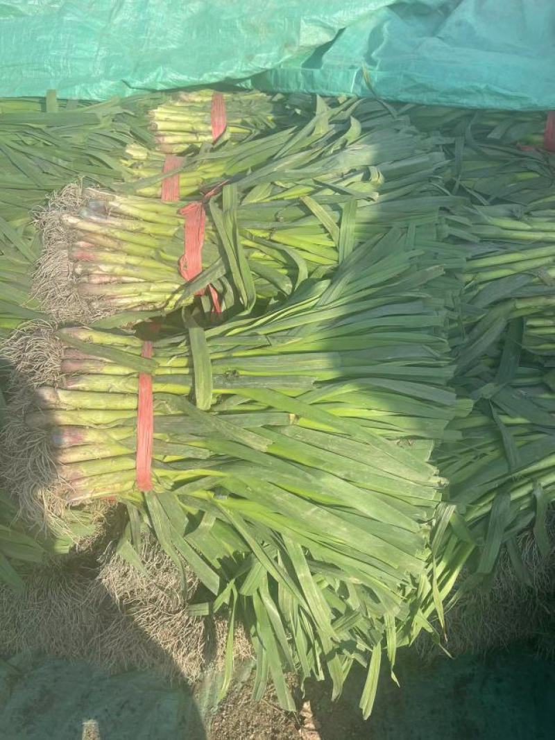 红根蒜苗