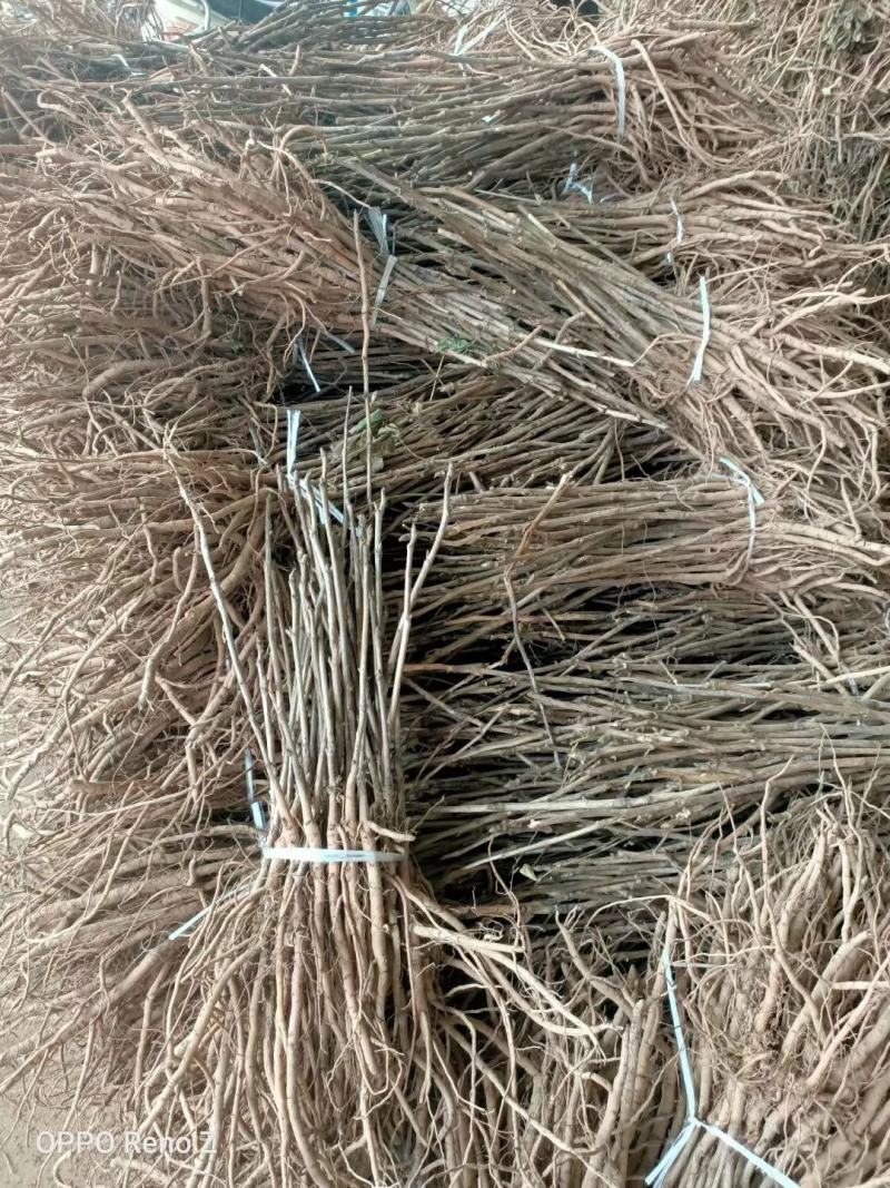 牡丹苗油用凤丹牡丹苗油用牡丹苗1-3年苗