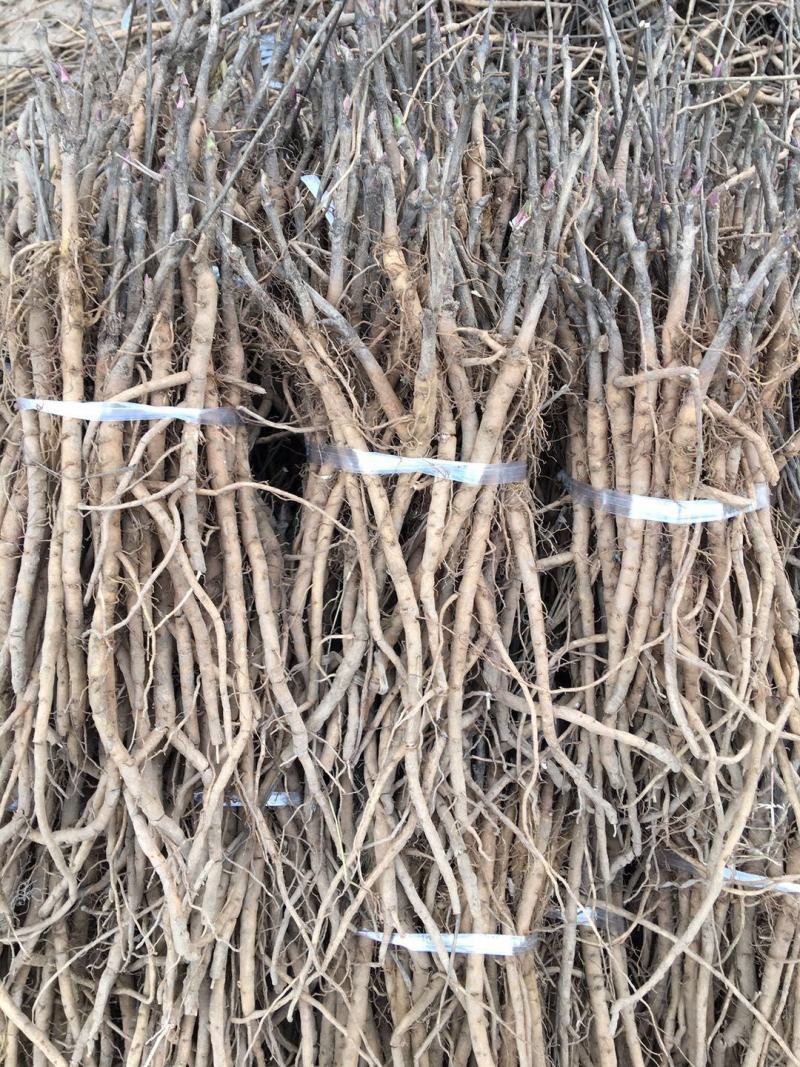 牡丹苗油用凤丹牡丹苗油用牡丹苗1-3年苗