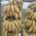 广西省百色市优良西贡蕉。皇帝蕉，小米蕉欢迎咨询