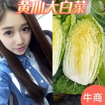 湖北黄心大白菜产地批发一手货源耐运输实心绿叶无虫