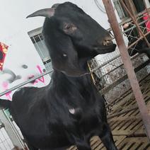 努比亚黑山羊头胎孕羊二胎怀孕大母羊现货价格低