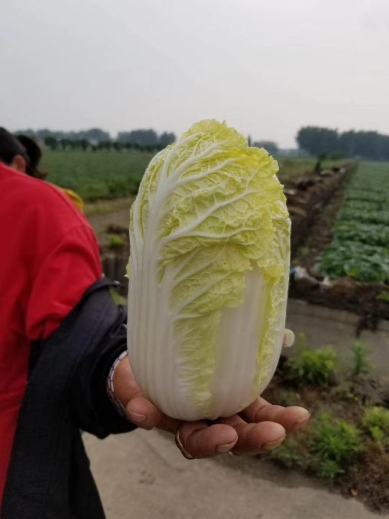 金皇后娃娃菜纯黄心娃娃菜抗病抗出苔产量高囗感好