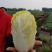 金皇后娃娃菜纯黄心娃娃菜抗病抗出苔产量高囗感好
