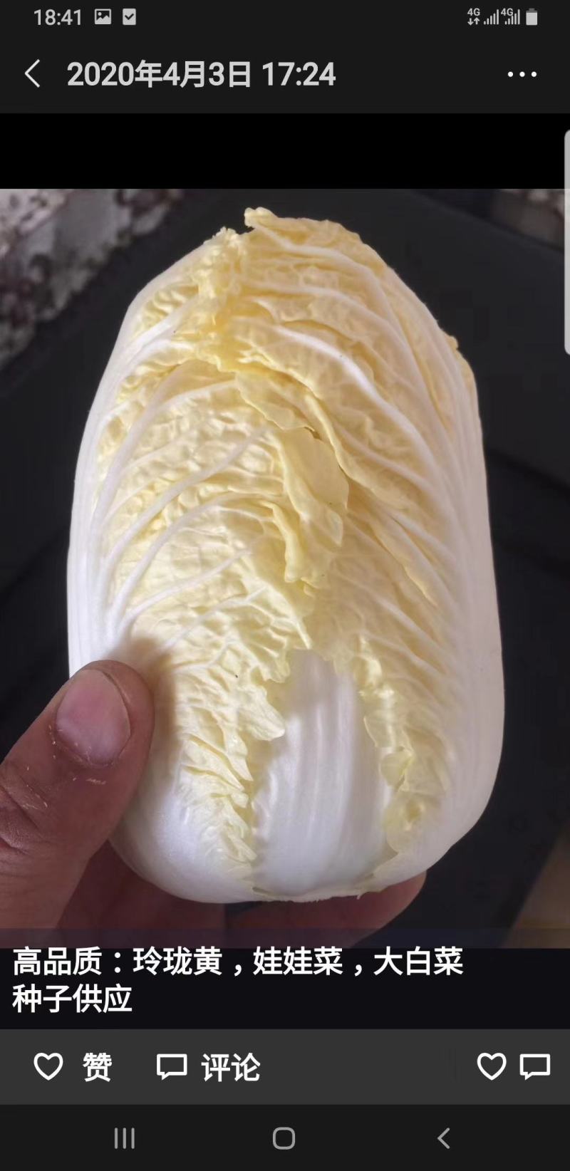 金皇后娃娃菜纯黄心娃娃菜抗病抗出苔产量高囗感好