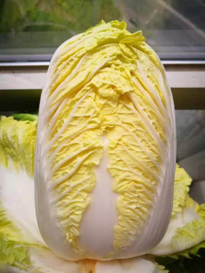 金皇后娃娃菜纯黄心娃娃菜抗病抗出苔产量高囗感好