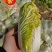 金皇后娃娃菜纯黄心娃娃菜抗病抗出苔产量高囗感好