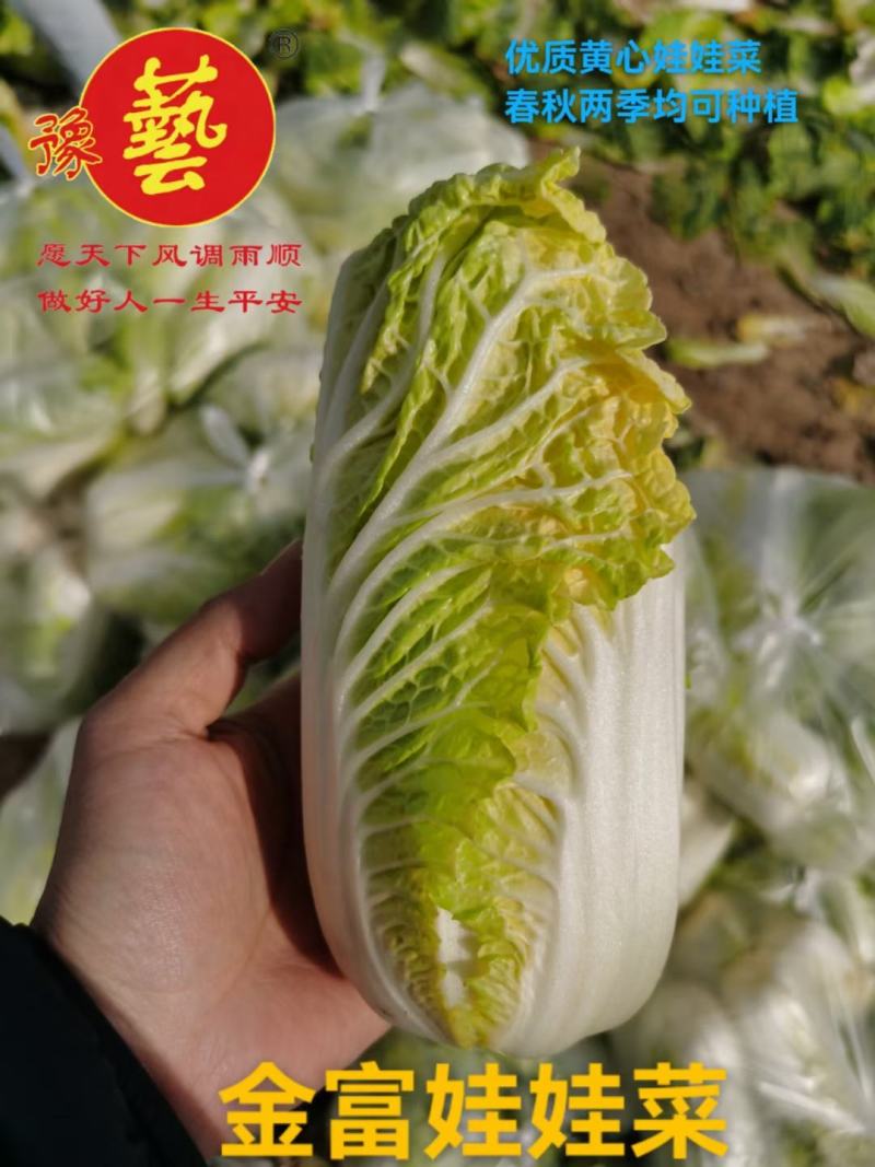 金皇后娃娃菜纯黄心娃娃菜抗病抗出苔产量高囗感好
