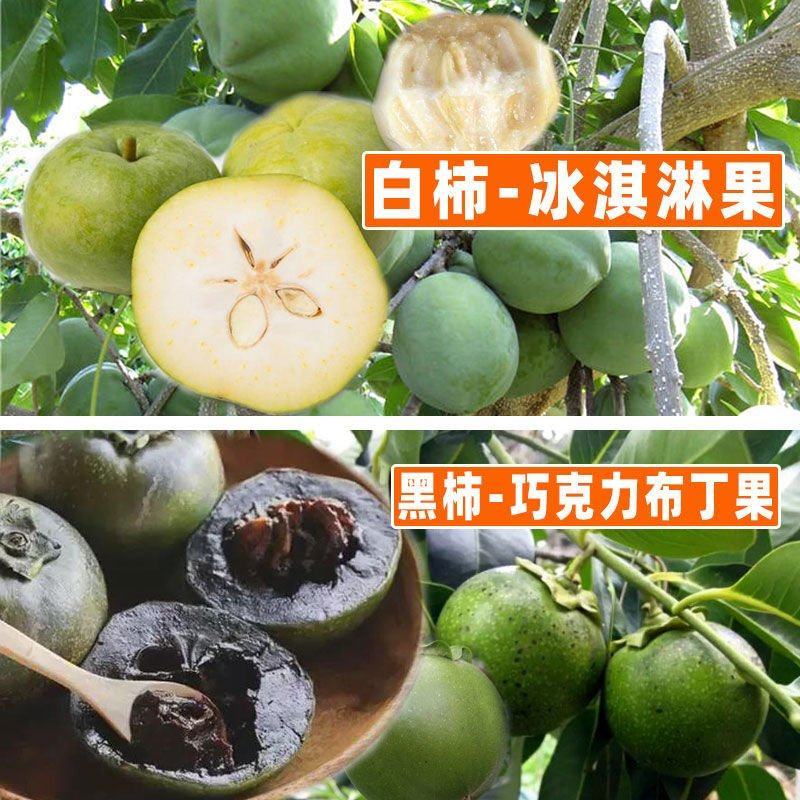 正品白柿冰淇淋果树苗，新品种黑柿巧克力布丁果嫁接苗