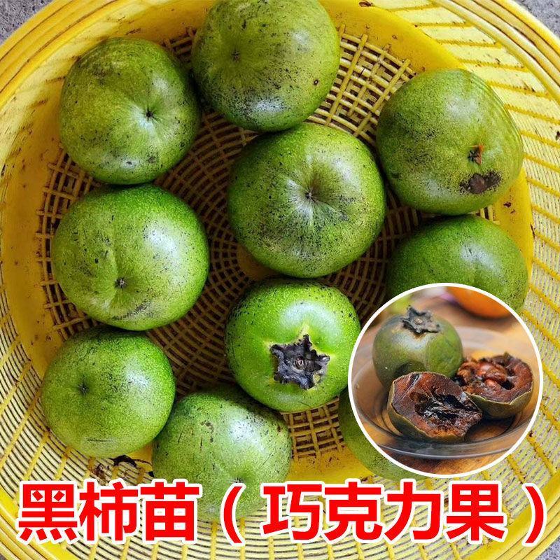 正品白柿冰淇淋果树苗，新品种黑柿巧克力布丁果嫁接苗