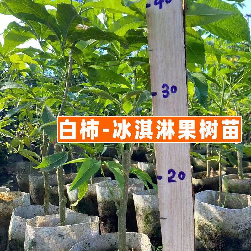 正品白柿冰淇淋果树苗，新品种黑柿巧克力布丁果嫁接苗