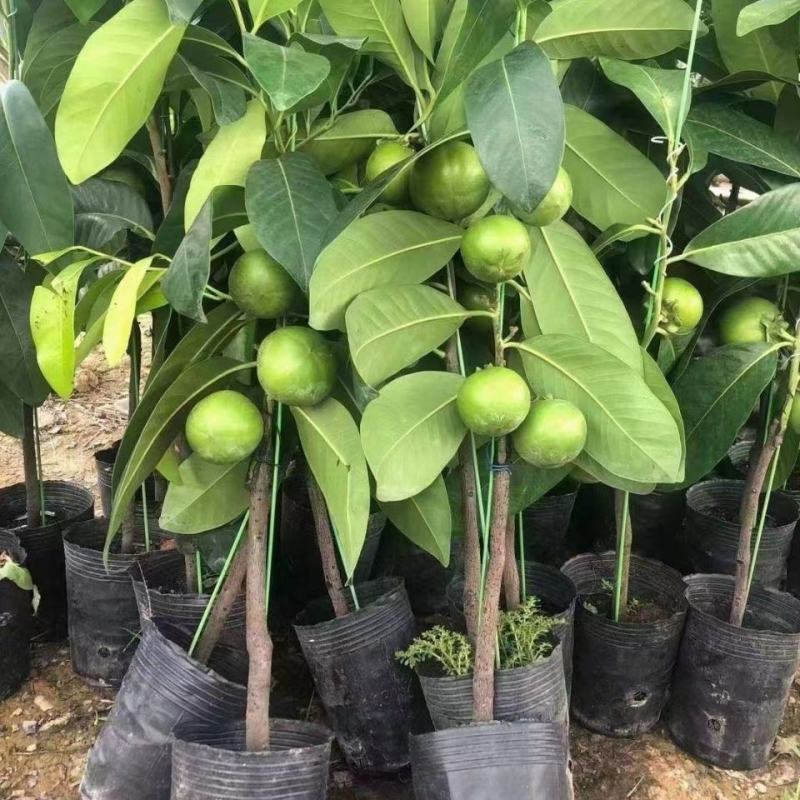 正品白柿冰淇淋果树苗，新品种黑柿巧克力布丁果嫁接苗