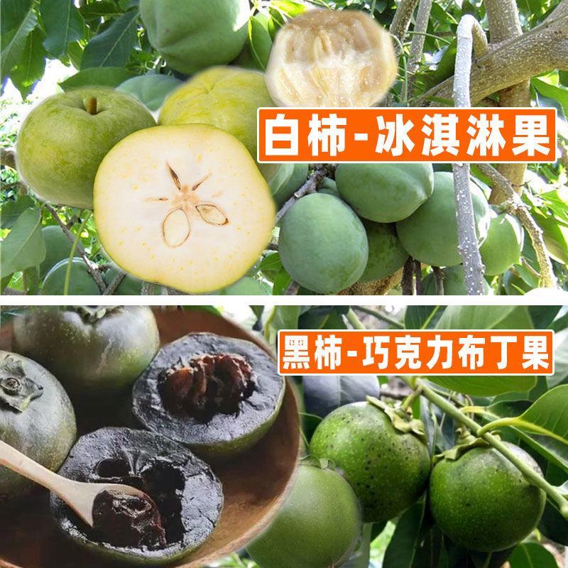 正品白柿冰淇淋果树苗，新品种黑柿巧克力布丁果嫁接苗