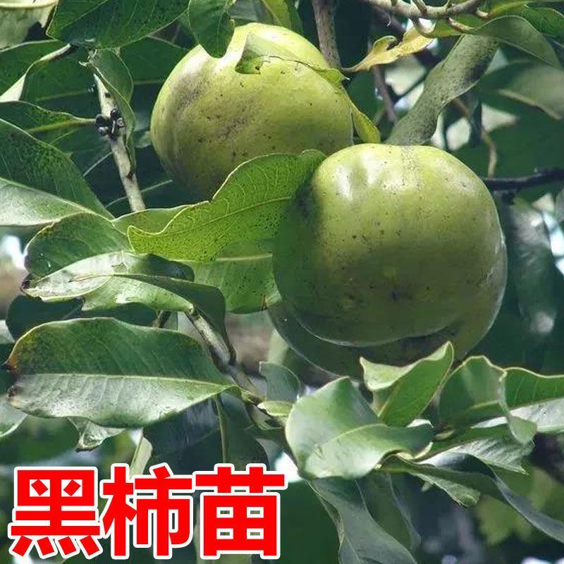 正品白柿冰淇淋果树苗，新品种黑柿巧克力布丁果嫁接苗