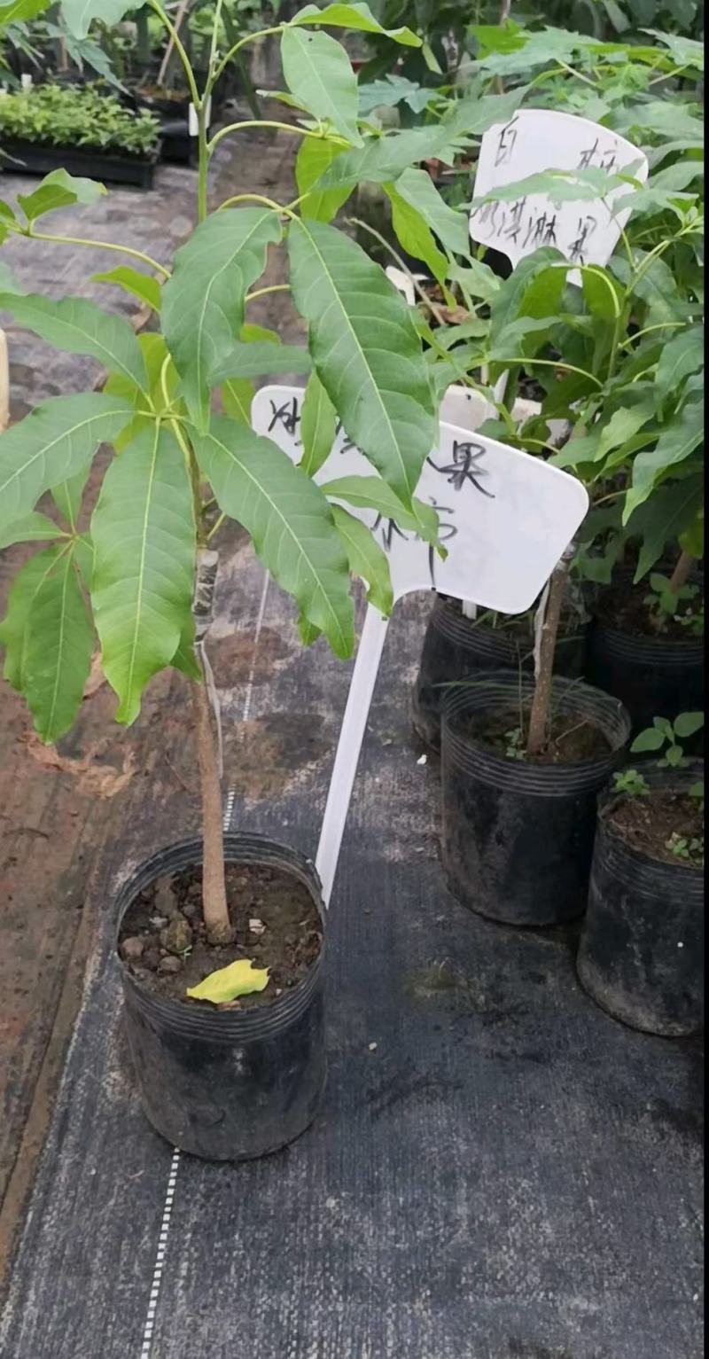 正品白柿冰淇淋果树苗，新品种黑柿巧克力布丁果嫁接苗