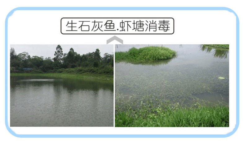 生石灰块鱼塘畜牧养殖场蔬菜刷树净化水质消毒石灰粉50斤