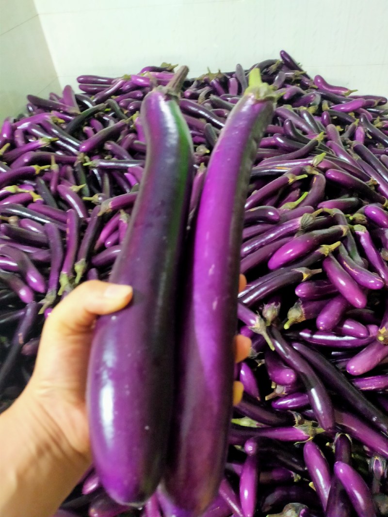 茄子大量上市