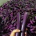 茄子大量上市