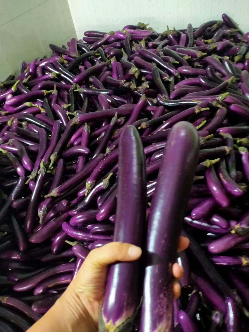 茄子大量上市