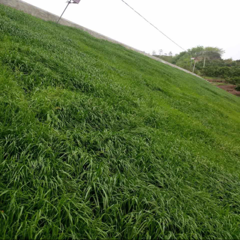 草坪种子绿化草籽四季青常青护坡固土防塌草种草籽