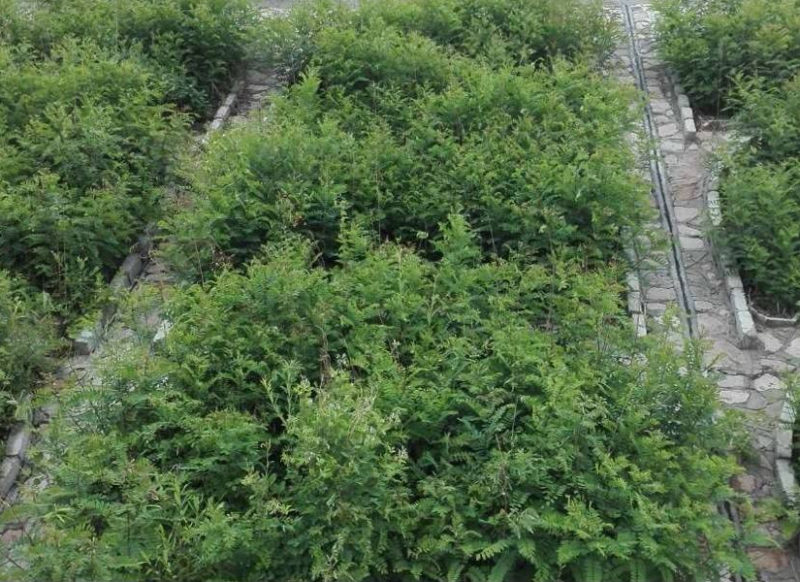 草坪种子绿化草籽四季青常青护坡固土防塌草种草籽
