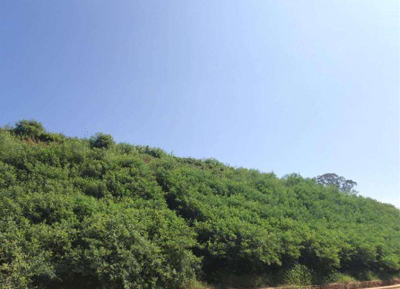草坪种子绿化草籽四季青常青护坡固土防塌草种草籽