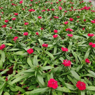 春季当季草花常夏石竹