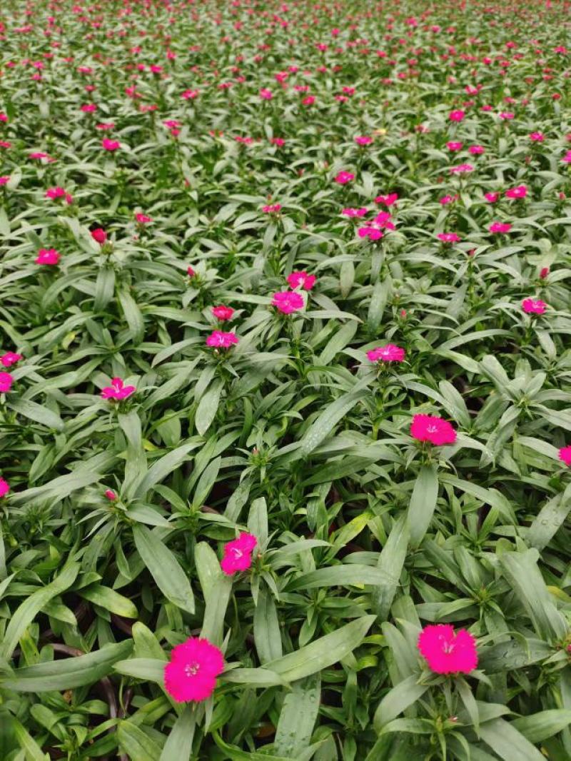 春季当季草花常夏石竹