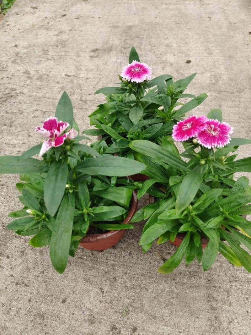 春季当季草花常夏石竹